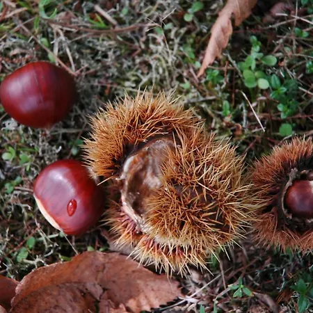아파트 Marron Bono